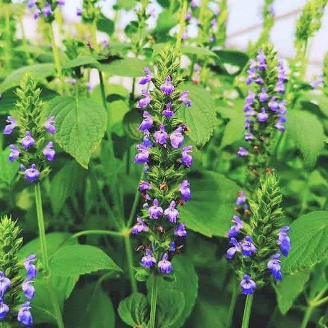 Cat Grass Seeds - 7000+ Organic Chia Seeds for Dogs or Cats - Non-GMO, Pet-Friendly Feline Treats