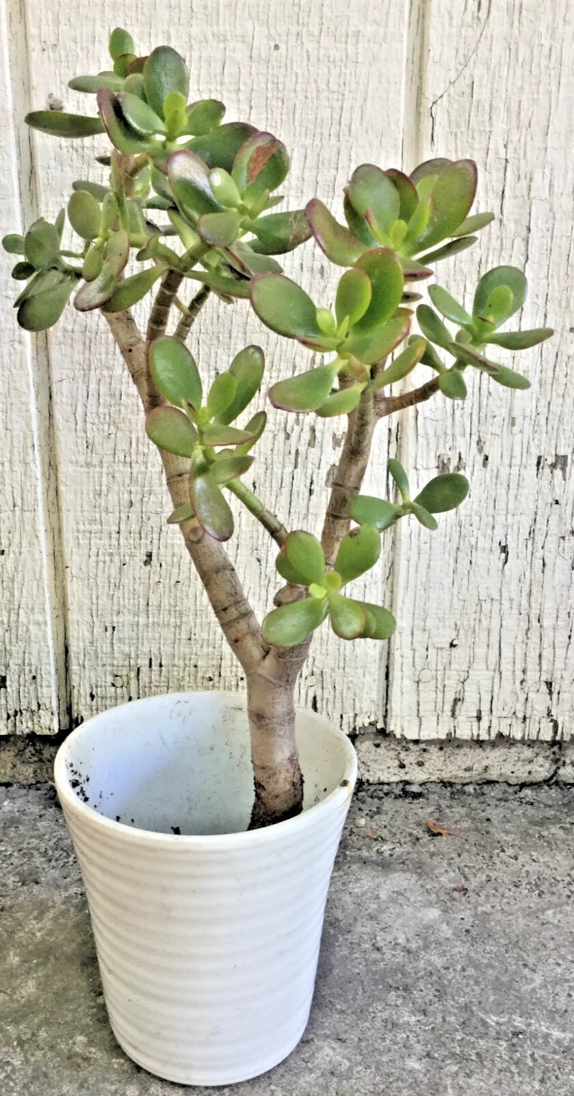 jade white plant Big Jade Plant 12-16” Tall, Live Succulent Crassula ovata, Real Tree R – Jayme Garden