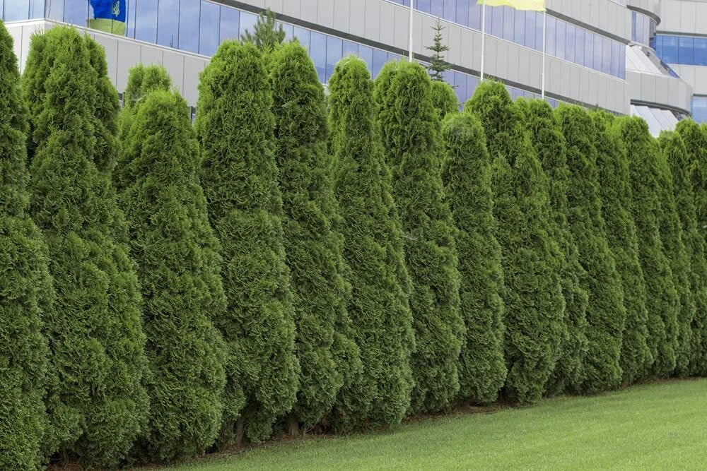 American Arborvitae Tree Seeds 50 Count | Giant Thuja Tree | Thuja occidentalis | Ideal for Landscaping