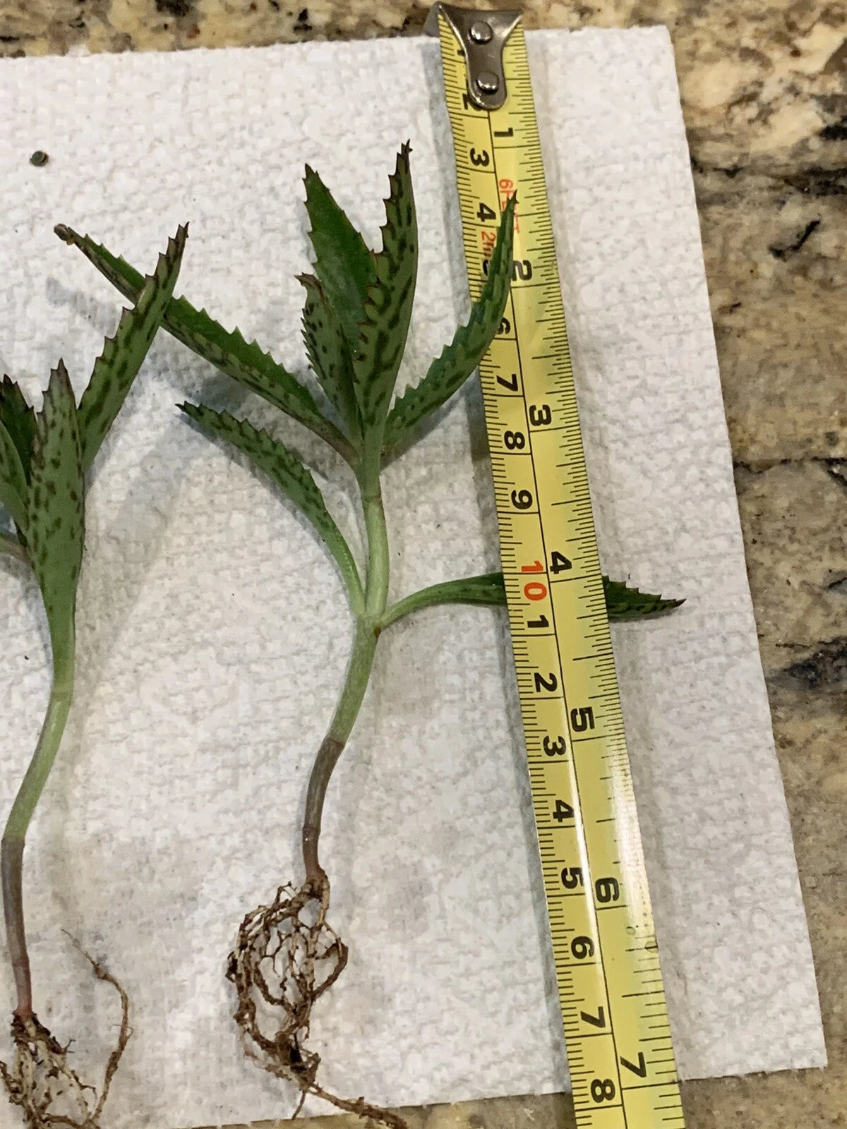 4 Kalanchoe Mother of Thousands Plants β 3-4" Bare Root Alligator Plants β Live Succulent for Easy Propagation & Indoor Gardening