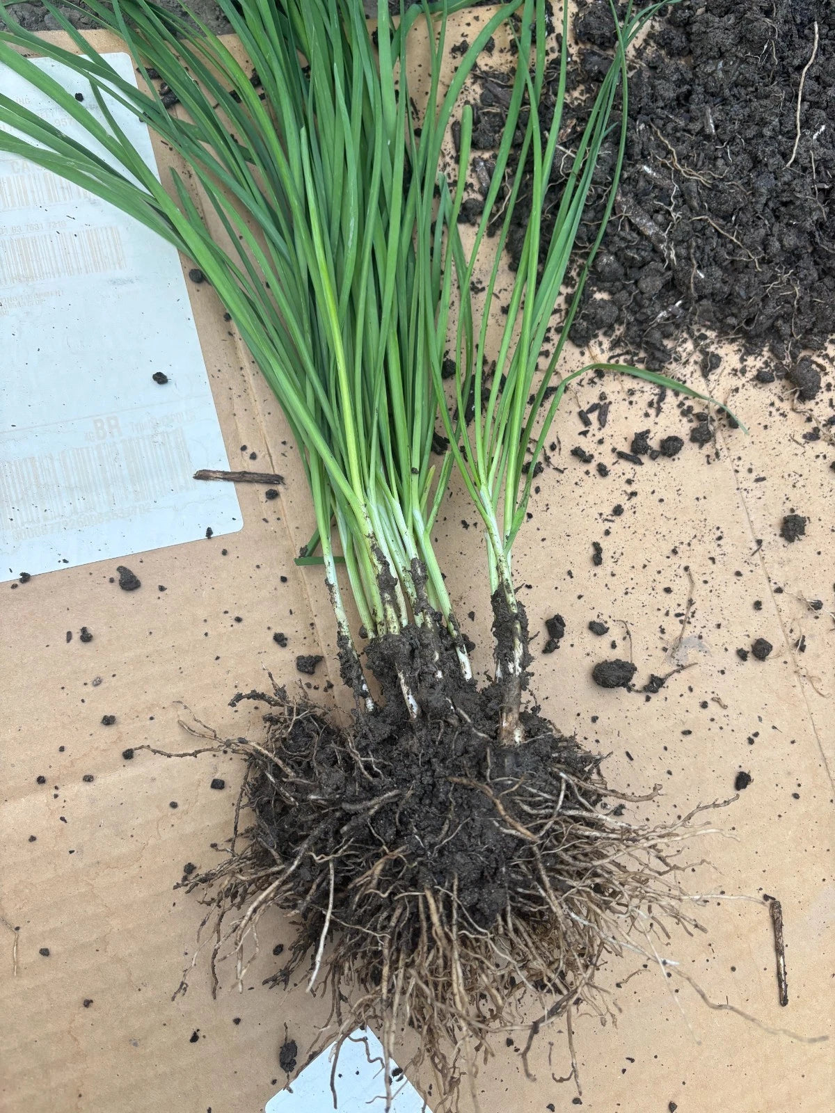 100 Garlic Chives Plants ā Live Bare Root Stalks ā Allium tuberosum Leek Herb ā Perennial Non-GMO Onion Chive ā Easy to Grow