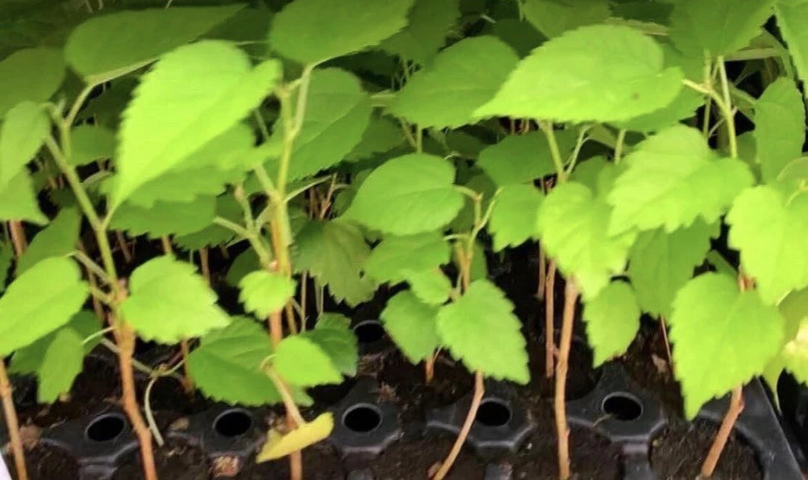2 Dwarf Everbearing Mulberry Trees – Morus nigra Bare Root Plants | Compact Fruit Trees for Patio, Garden, or Home Orchard Growing