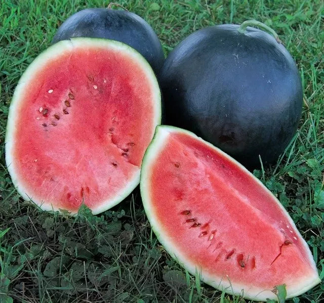 Black Diamond Watermelon Seeds 20 Ct Non-GMO Sweet Fruit Melon 30-50 lbs Citrullus lanatus
