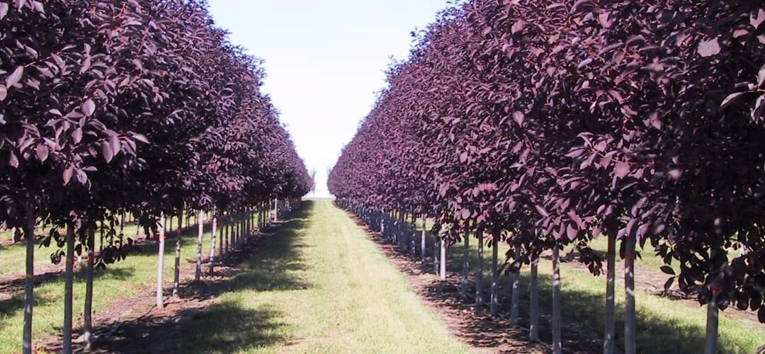 Chokecherry Tree Seeds - 30 Purple Seeds for Planting - Shubert Chokecherry, Prunus virginiana