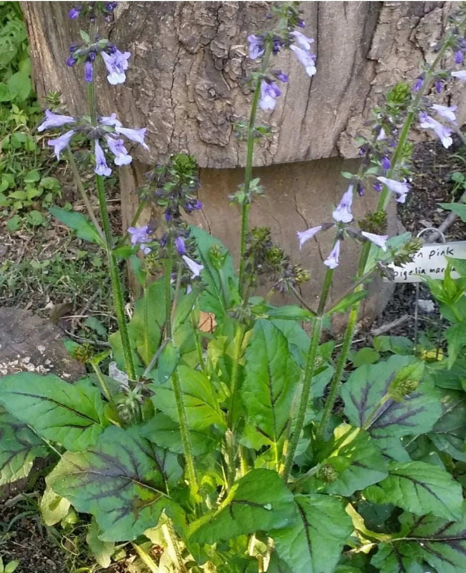 Lyre-Leaved Sage Seeds - 100+ Organic Salvia lyrata - Cancer Weed, Freshly Harvested 03/25, Non-GMO, Garden Planting Seeds