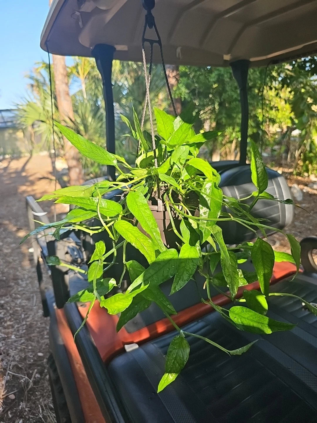 pothos in hanging pot Epipremnum pinnatum Skeleton Key Pothos Plant in 6" Hanging Pot