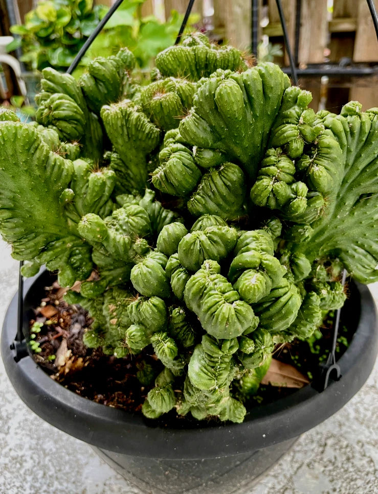 Cereus Peruvianus Repandus Monstrose Rooted Plant - Unique Cactus Variety - Ideal for Home Decor and Gardens