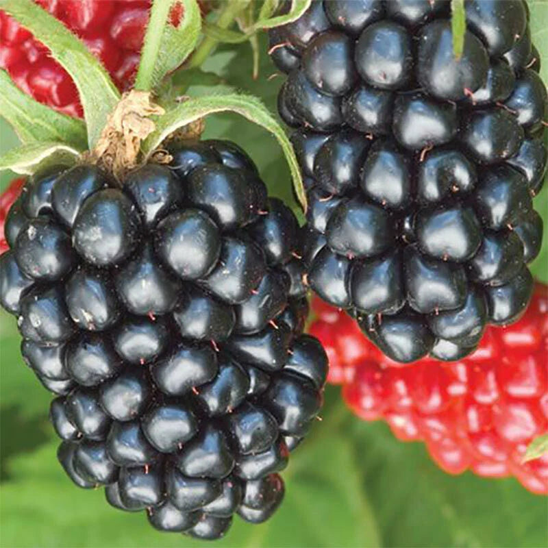 Thornless Apache Blackberry Plant - Large 3-Year-Old Fully Rooted Live Plants - Rubus fruticosus 'Apache'