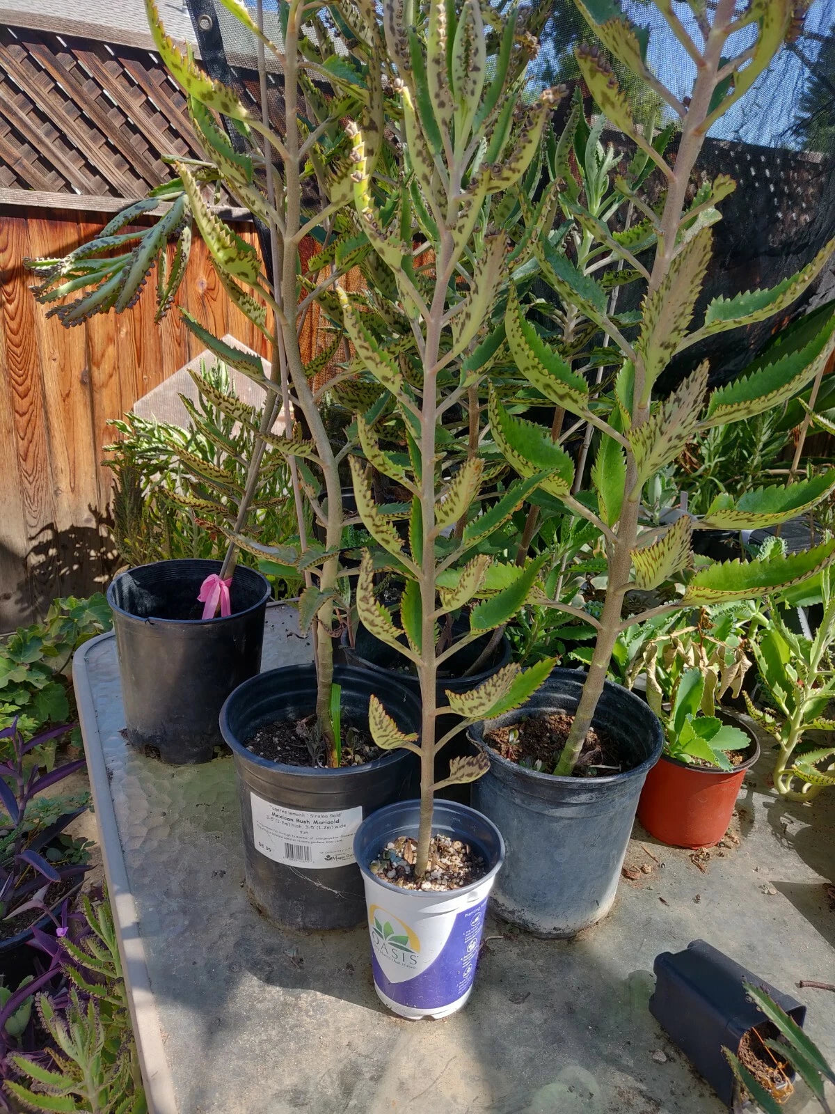 succulent mother plant Kalanchoe Madre de Miles Aranto - 3 Pack Succulent Plants - Mother of Thousands