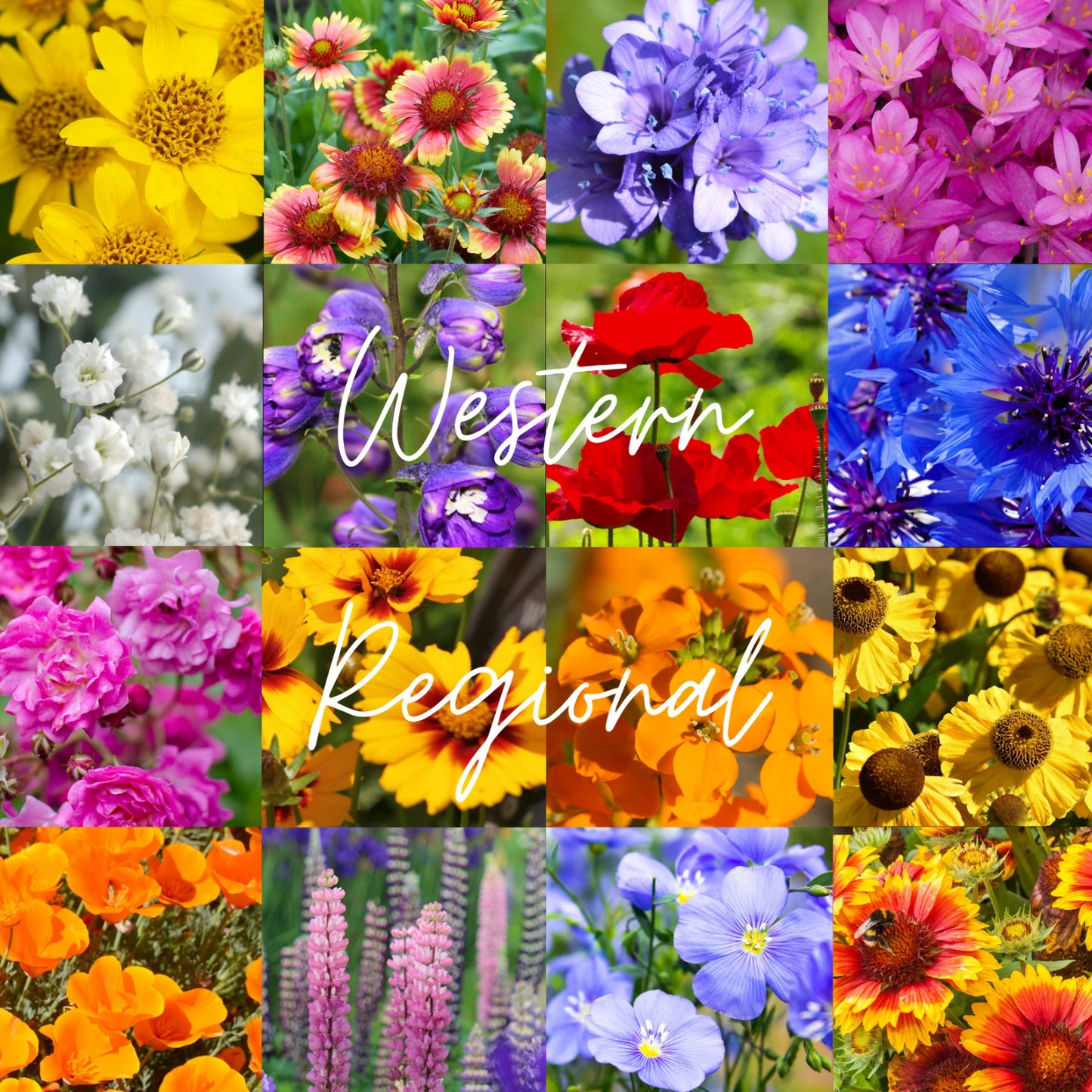 Bulk Wildflower Seed Mix 1/4 lb - Western U.S. Regional Blend - Covers 800 sq ft - Native Wildflowers for Gardens