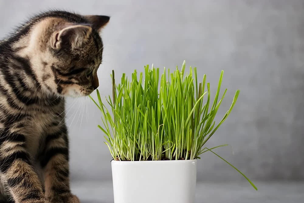 Cat Grass Seeds 1 Lb - Nutritious Tasty Treat for Cats - Barley Grass (Hordeum vulgare)