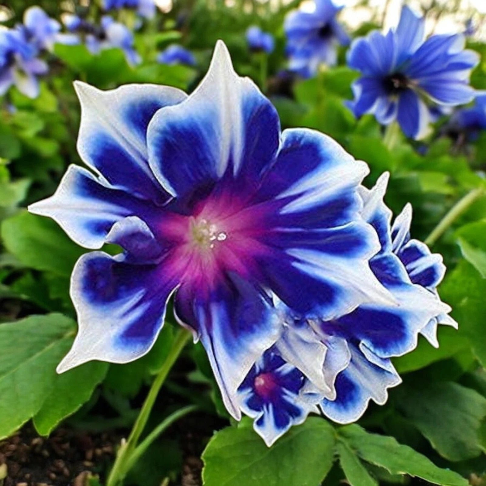 climber flower seeds Morning Glory Seeds - 100pcs Perennial Climbing Flowers