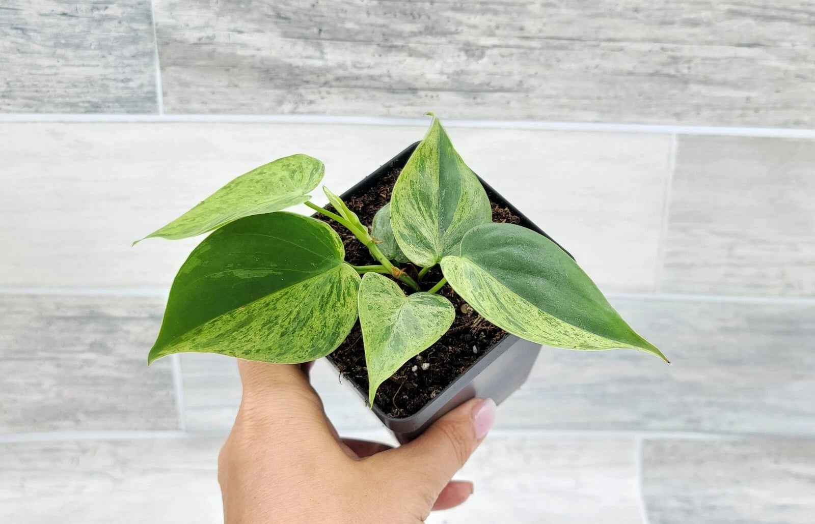 Philodendron Hederaceum Variegated Live Plant - 4
