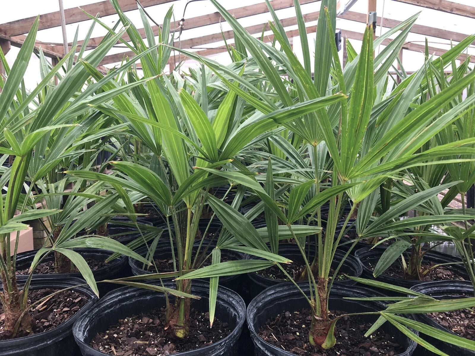 outdoor tropical palm plants Cold Hardy Windmill Palm Trees 22-24” Trachycarpus fortunei Outdoor Tropical Plants – Jayme Garden