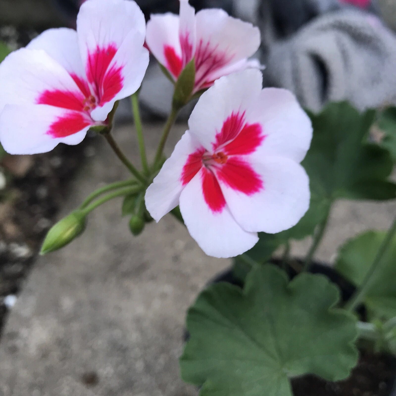 Rare Red & White Pelargonium Zonal Geranium Live Plant
