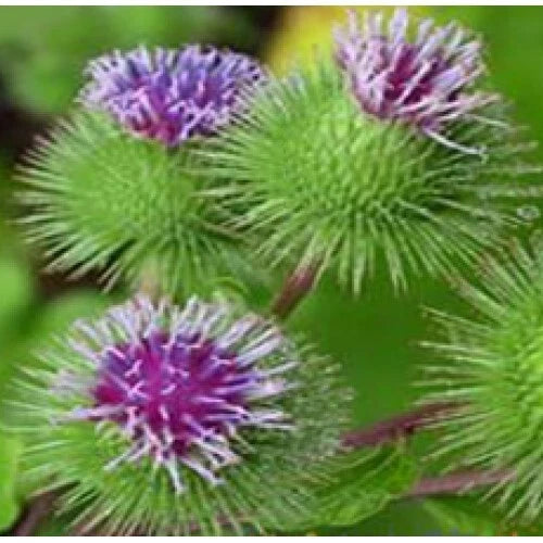 Burdock Seeds 100 Seeds Organic Medicinal Herb Arctium lappa Biennial