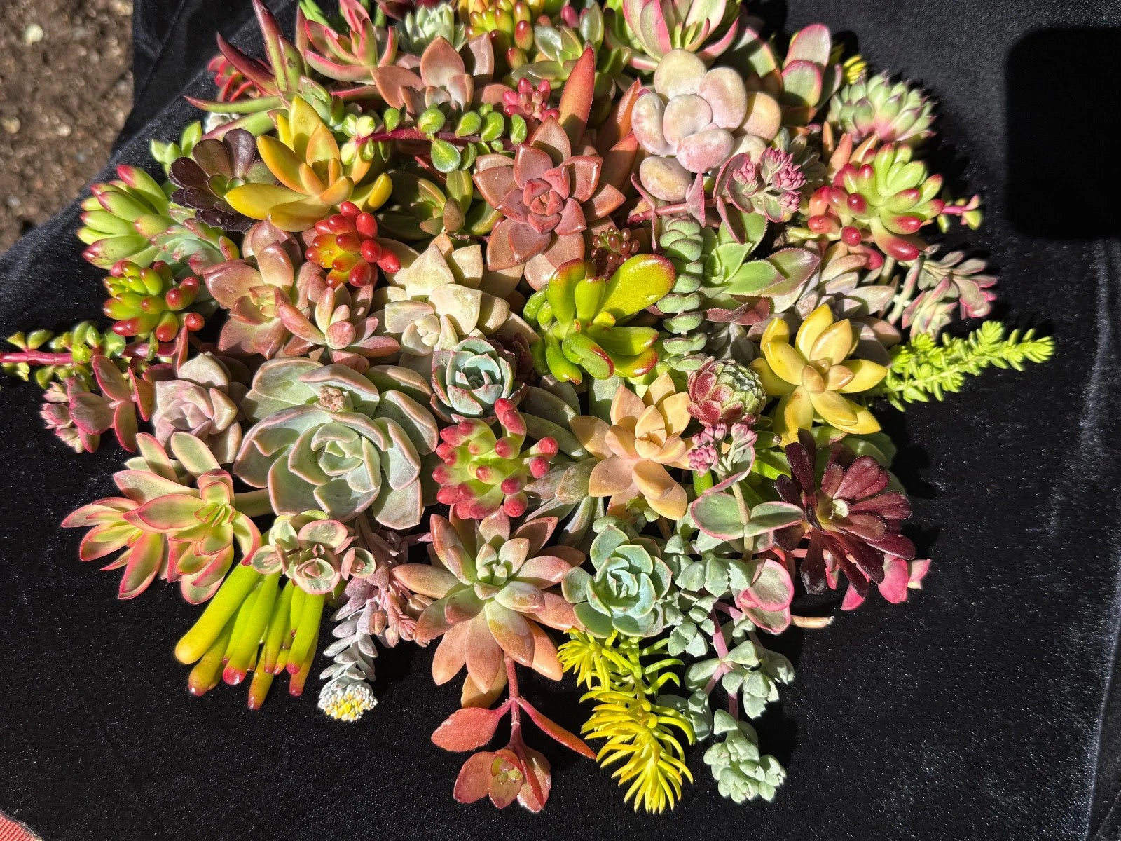 organic succulents 20 Fresh Organic Succulent Cuttings - Colorful Varieties