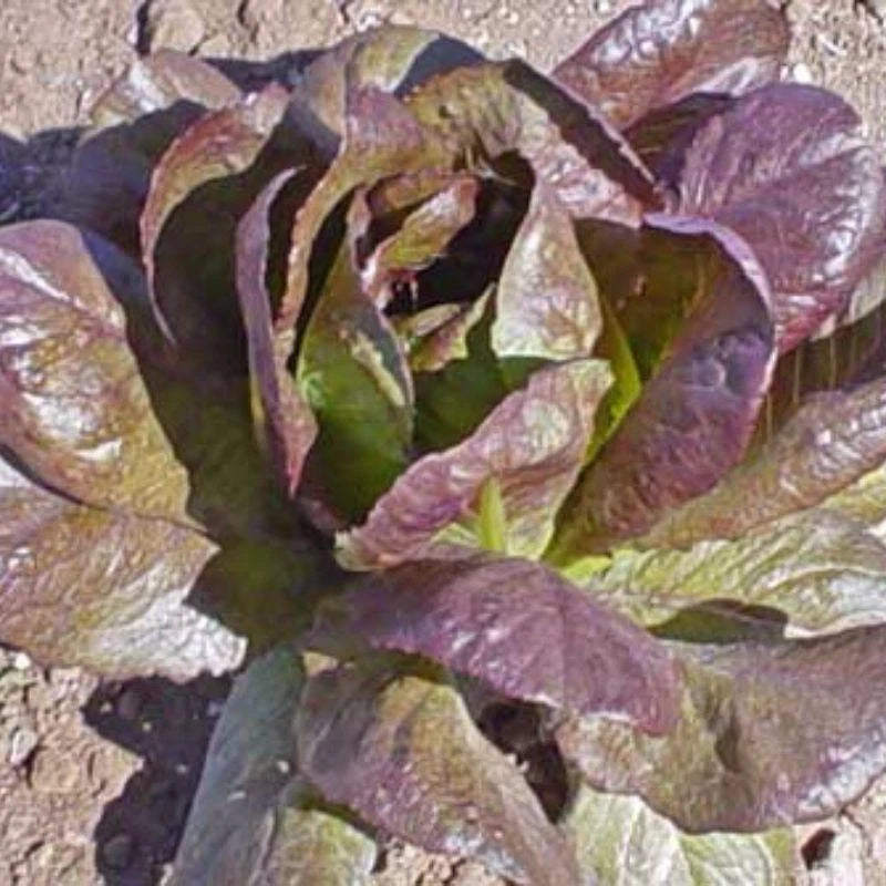 500 Seeds Lettuce Red Cimmaron Romaine Salad Greens (Lactuca sativa) - GroCo