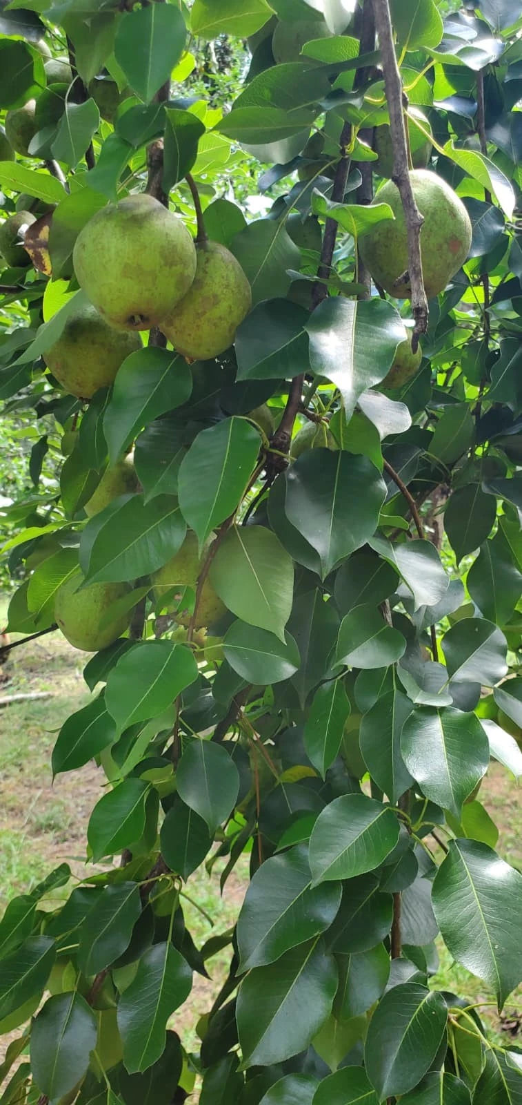 Bartlett Pear Tree Cuttings - 10 Huge Grafting & Propagating Cuttings - Pyrus communis