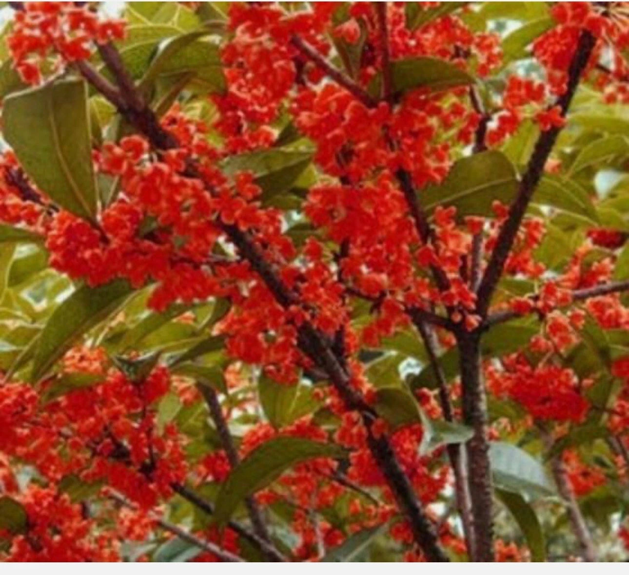 Beni Kin Mokusei Red Sweet Tea Olive Plant - Rooted Starter - Osmanthus fragrans - Fragrant Shrub for Garden or Patio