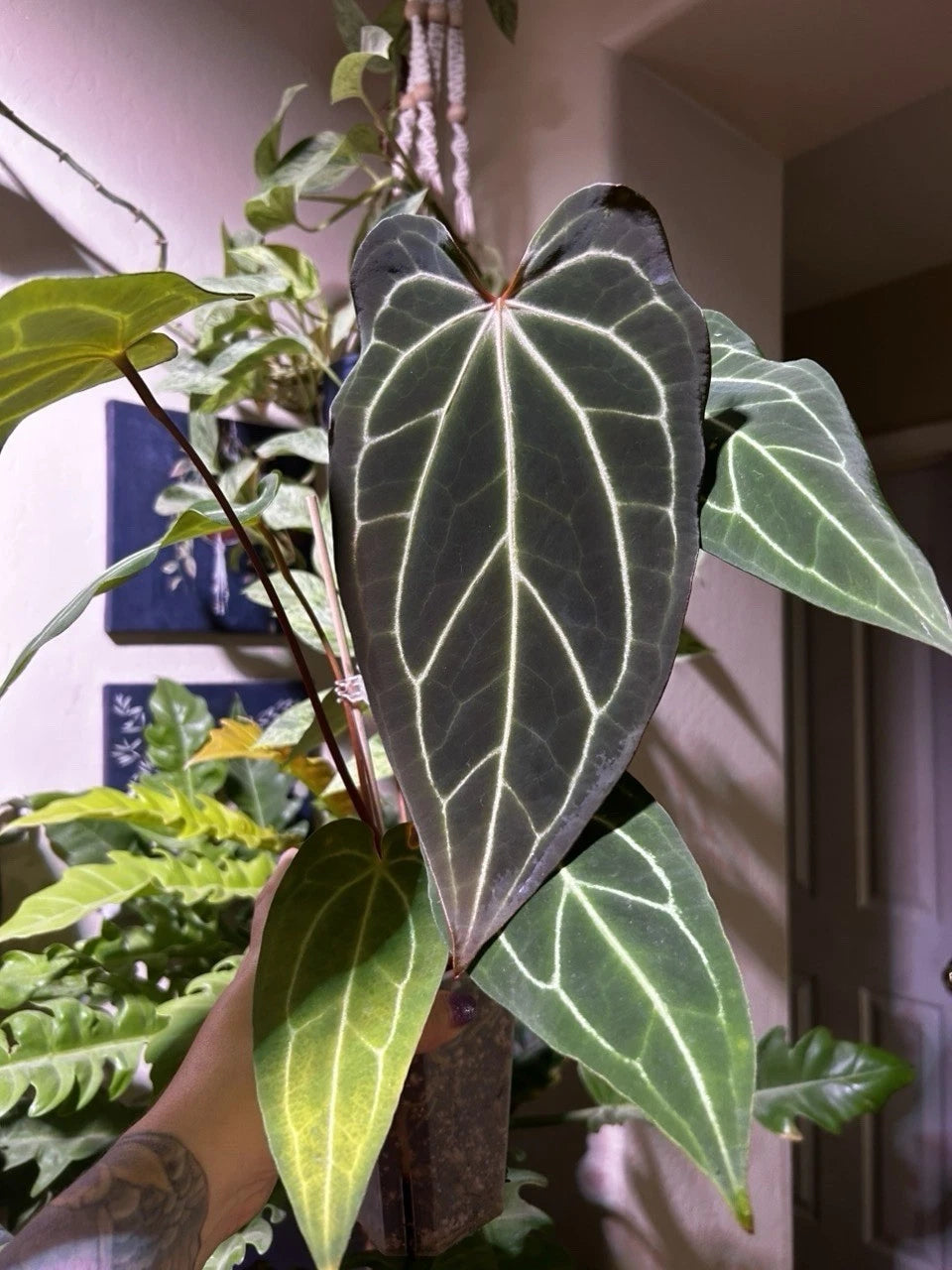 Anthurium Bottom Cutting - Dark Mama X AOS X Stripey Mag - Tropical Houseplant - Anthurium andraeanum