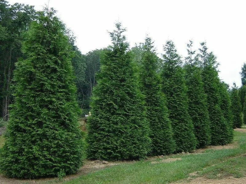 Green Giant Arborvitae Thuja Standishii Plicata Live Starter Plants Se –  Jayme Garden