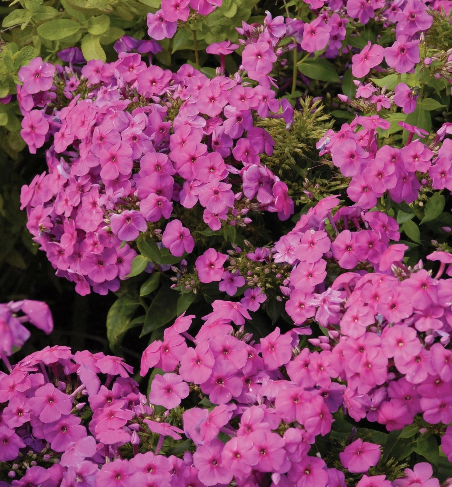 creeping lavender plants Creeping Phlox Lavender Live Starter Plants Set of 2