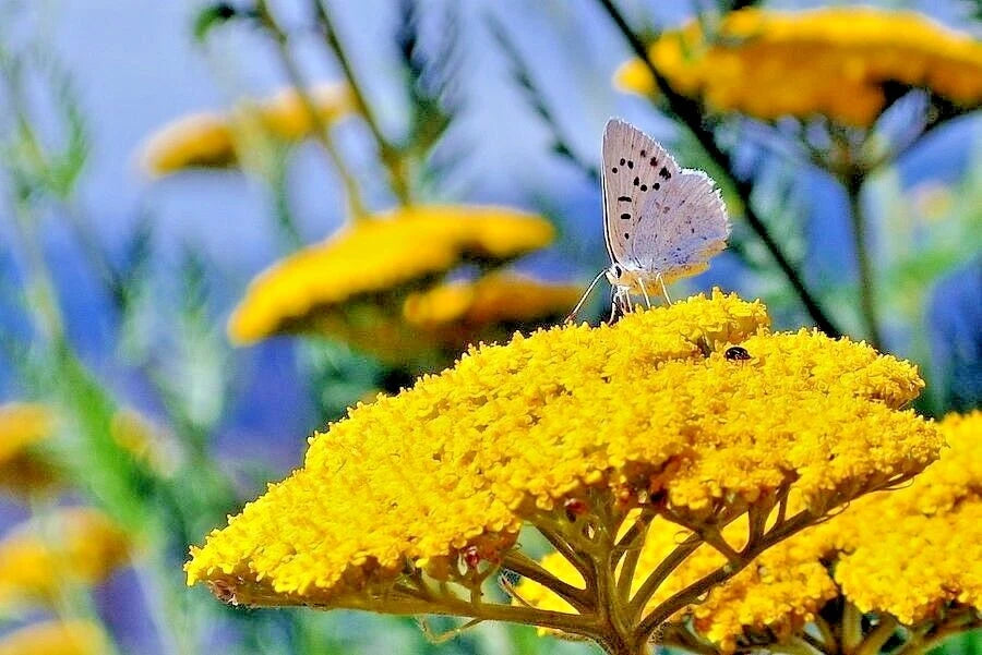 500+ Gold Yellow Yarrow Seeds - Milfoil Wildflower Medicinal Herb - Perennial Easy to Grow (Achillea millefolium)
