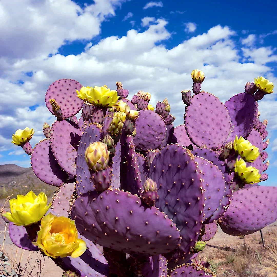 santa rita prickly pear cactus Purple Cactus Seeds - 10 Pack - Opuntia Santa Rita Prickly Pear Fruit