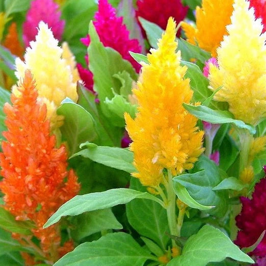 Pampas Plume Mix Celosia Seeds | 50-1,000 Non-GMO Seeds | Colorful Garden Annuals | Celosia argentea