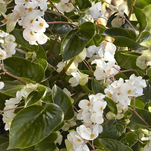 Begonia Seeds - 5 Pelleted Seeds - Dragon Wing White - Begonia x tuberhybrida