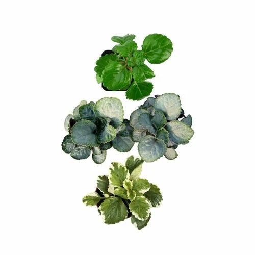 assorted house plants Plectranthus Swedish Ivy Assorted Rooted Starter House Plants - Buy 2 Get 1 Free