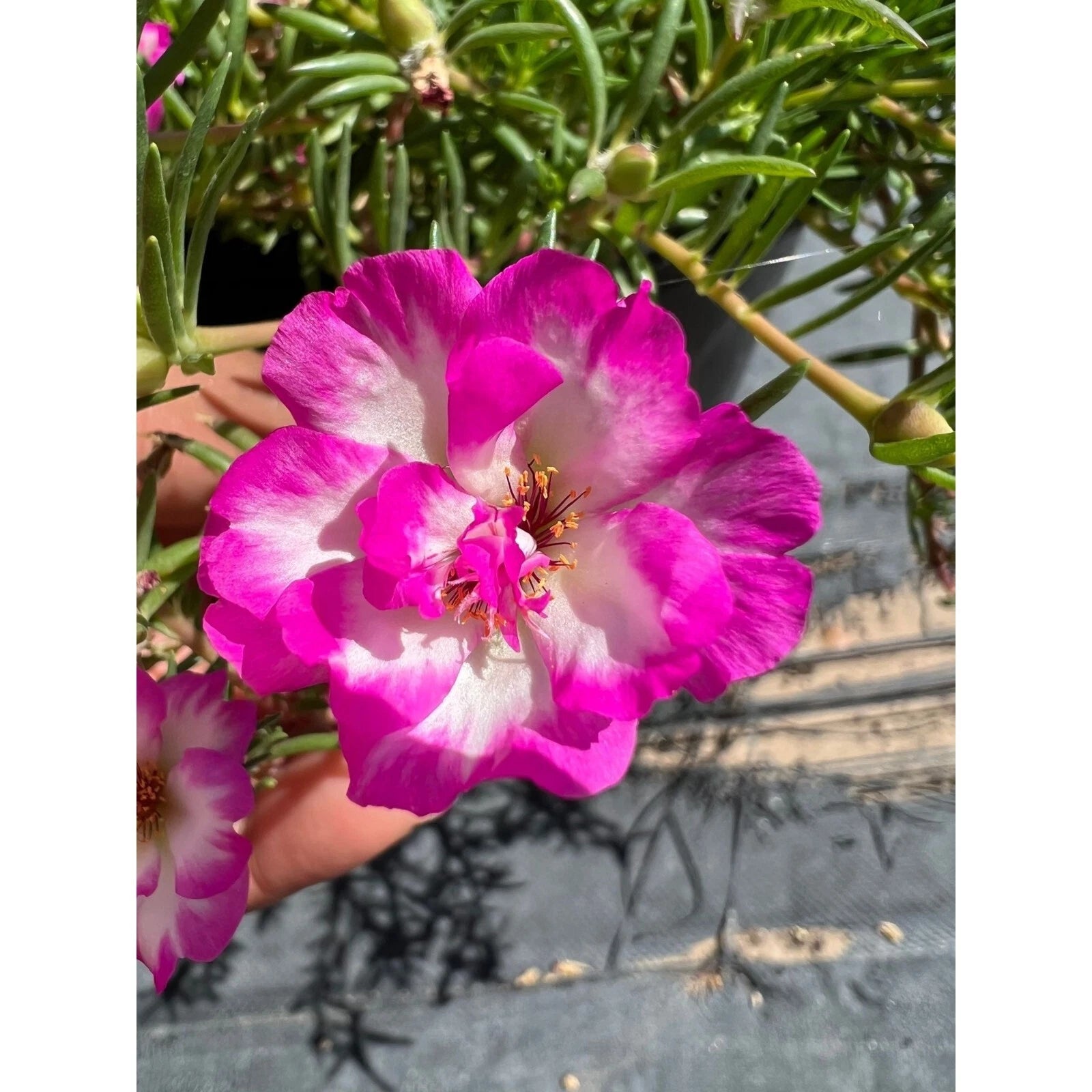 succulent with long stem pink flowers Pinky Snow Cuttings, 4" Stem, Portulaca grandiflora, Succulent Ground – Jayme Garden