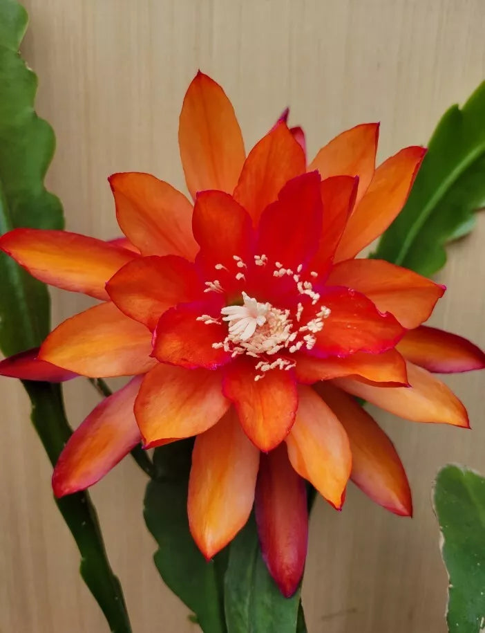 Orange Orchid Cactus Epiphyllum Oxypetalum 2 Plants 4" Pot Fragrant Night-Blooming Flowers