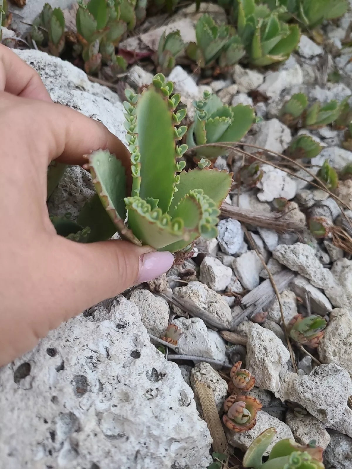 Mother of Thousands Kalanchoe Succulent Plant 2