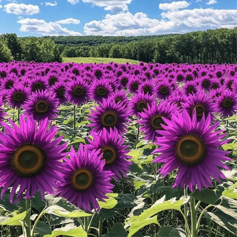 50pcs ‘Violet Glow’ Purple Sunflower Seeds - Rare Garden Variety for Planting, Helianthus annuus