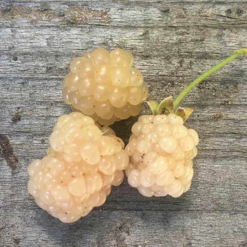 Snowbank White Blackberry Plant - Live Rooted Plant for Zones 5-8 - Rubus fruticosus