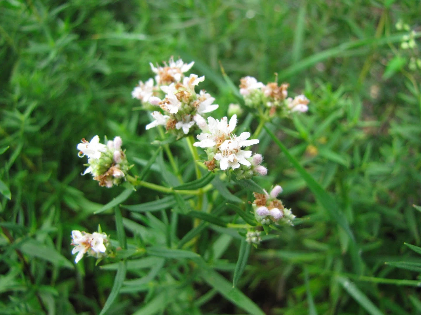 Mint Seeds - 300 Count - Mountain Wild Herb - Perfect for Shade/Sun