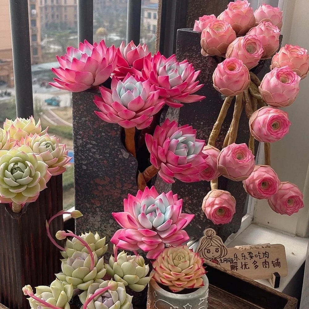 100pcs Mixed Colorful Lithops Seeds | Succulent Garden Plants | Unique Varieties for Indoor & Outdoor Gardening