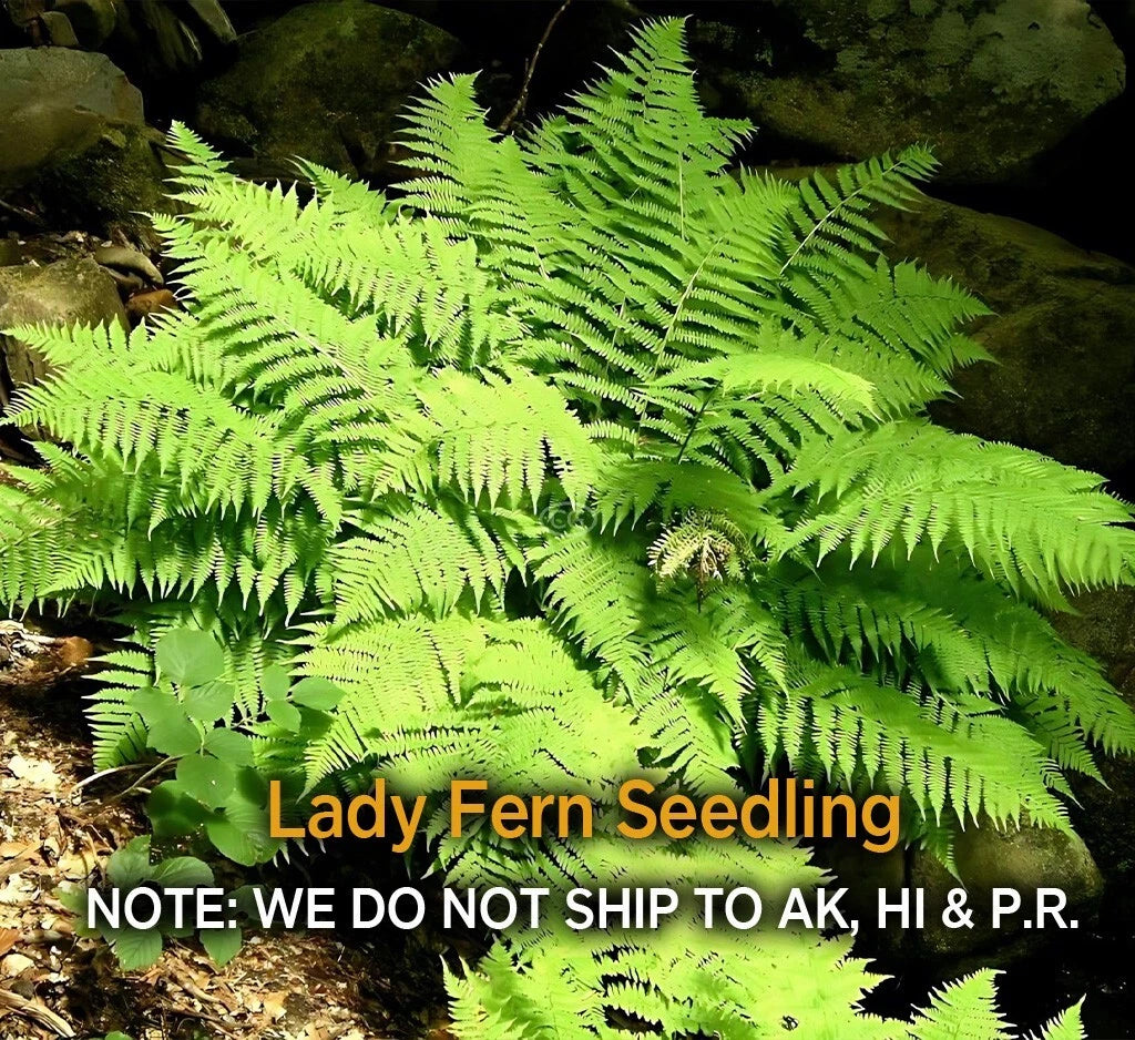 Lady Fern Rhizomes - 5 Live Roots, Easy to Grow, Deer Resistant, Zones 3-8 - Athyrium filix-femina