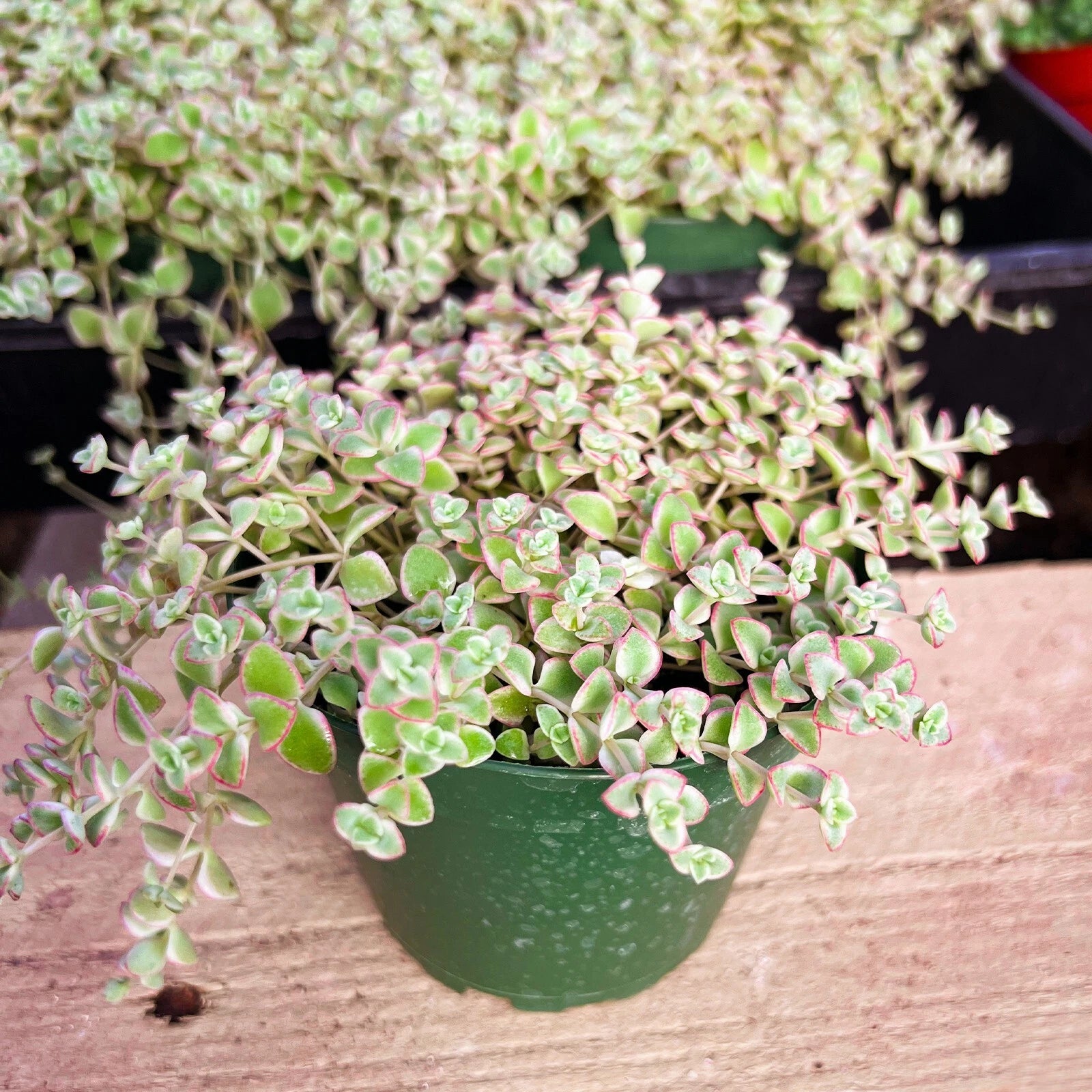 succulent little missy Crassula Sedum 'Little Missy' Succulent Plant in 4 Inch Planter Pot