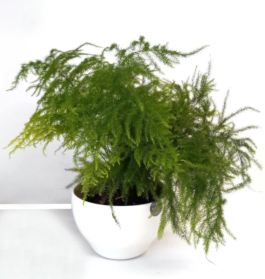 Potted Live Fern Leaf Plumosus House Plant - Exotic Indoor Greenery, Easy  Care, Nephrolepis exaltata  Jayme Garden