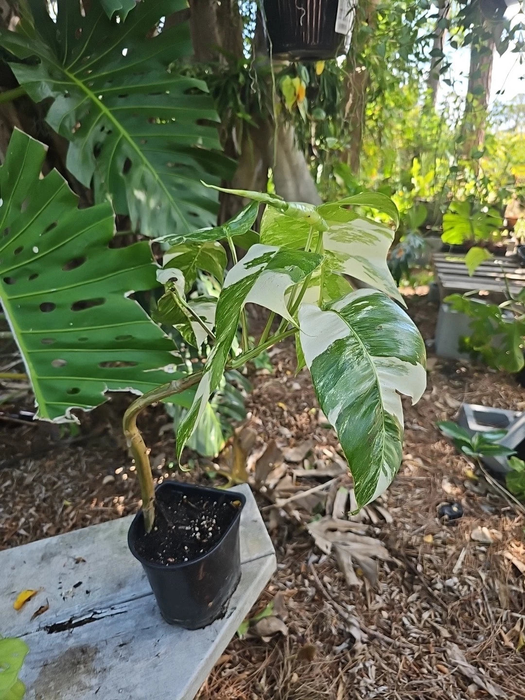 Large Epipremnum Pinnatum Albo Variegated Plant - Fully Rooted Mature Fenestrated