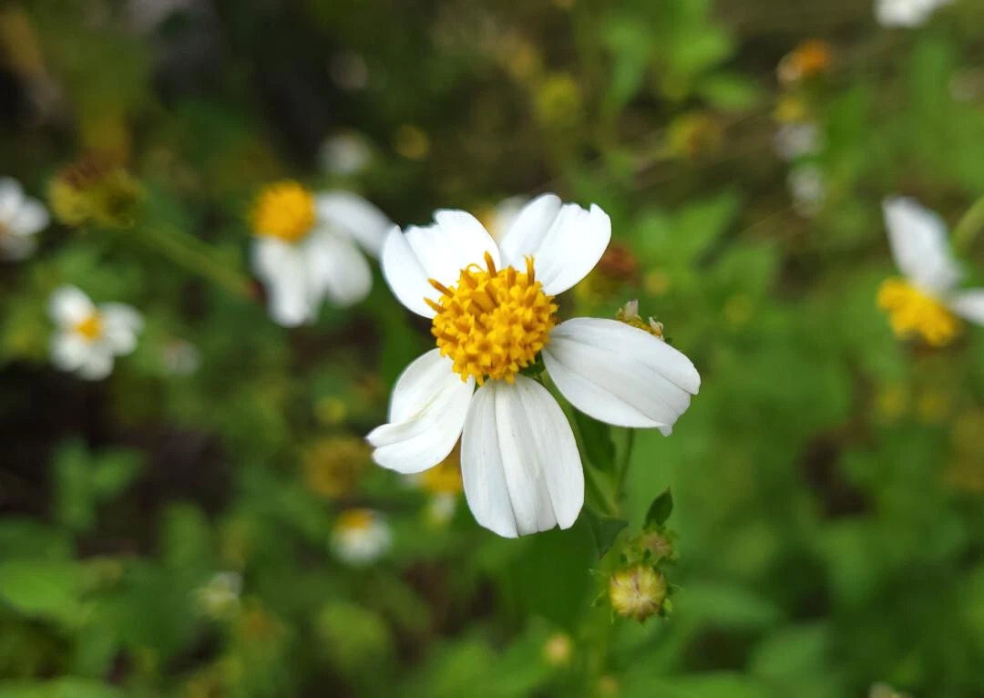 Spanish Needles Seeds | 25 Pack | Bidens Alba | Pollinator Garden | Attracts Bees & Butterflies