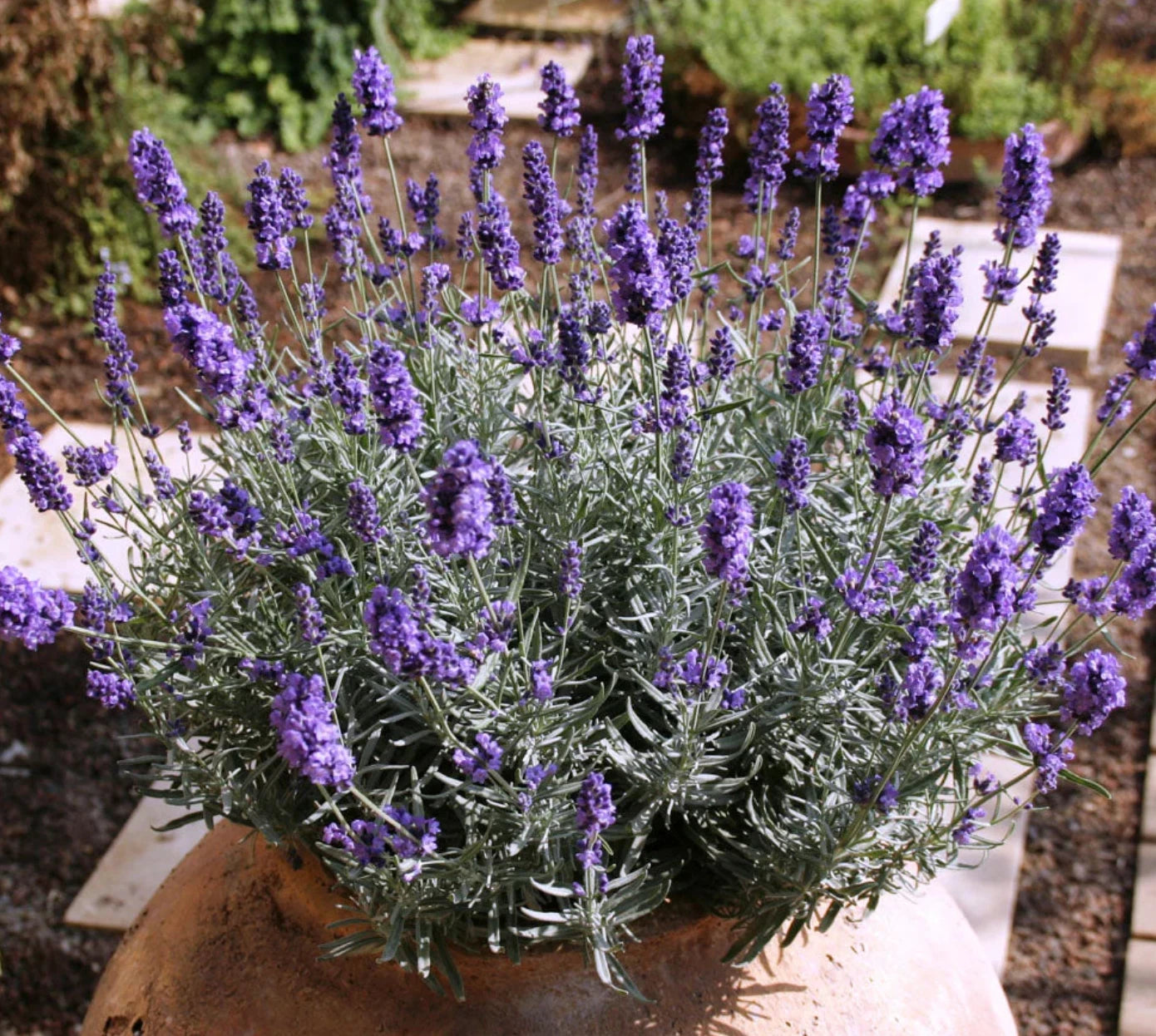 Lavender Plants 4 Plugs La Diva Vintage Violet Perennial Herb (Lavandula) - Fragrant Purple Flowers, 12-18" High, Zones 4-9