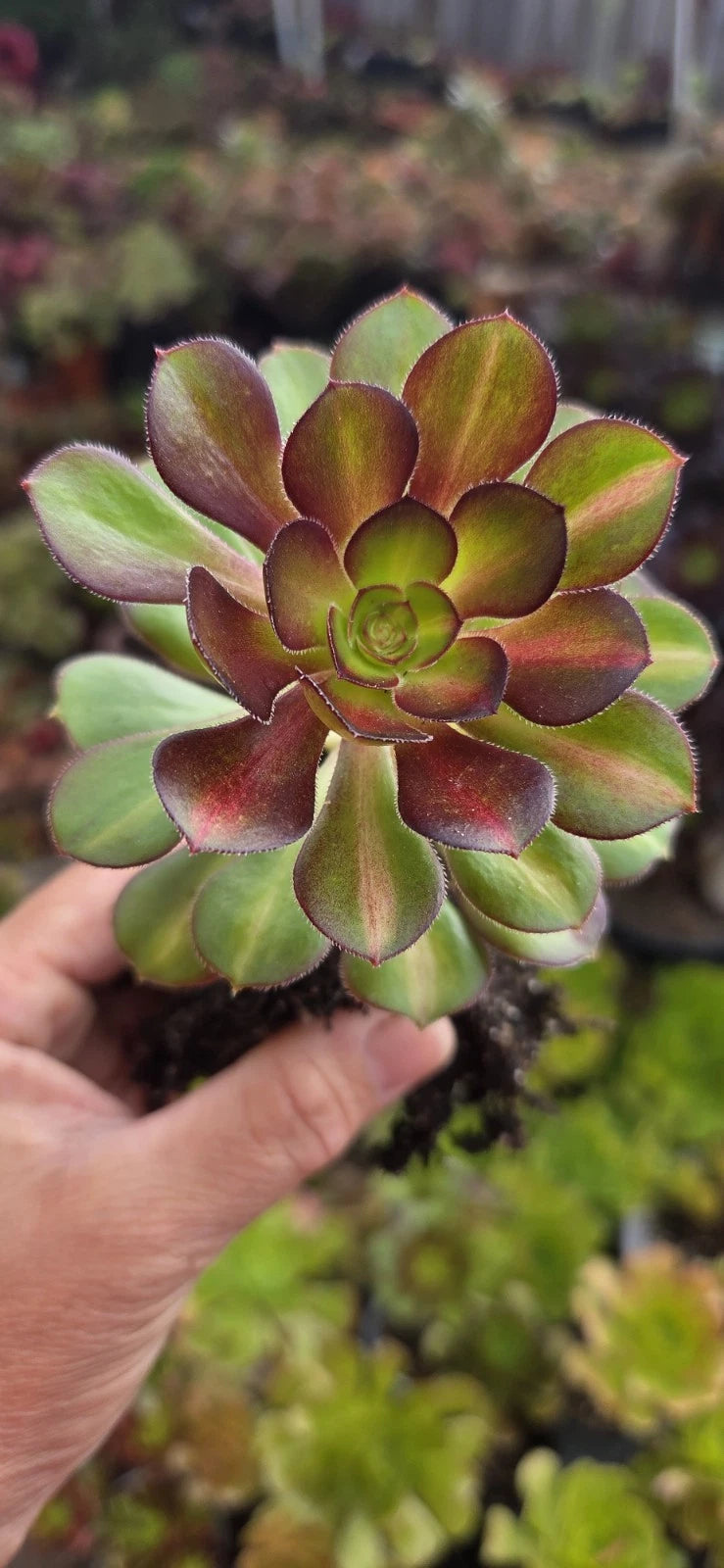 Aeonium Sunset Glow Plant - 3 Inch Diameter Rooted Head