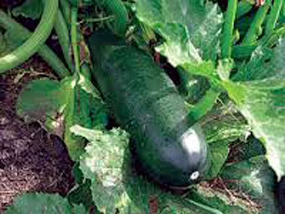 Heirloom Squash Seeds, Long Dark Green Zucchini, Non-GMO, 500+ Seeds, Cucurbita pepo