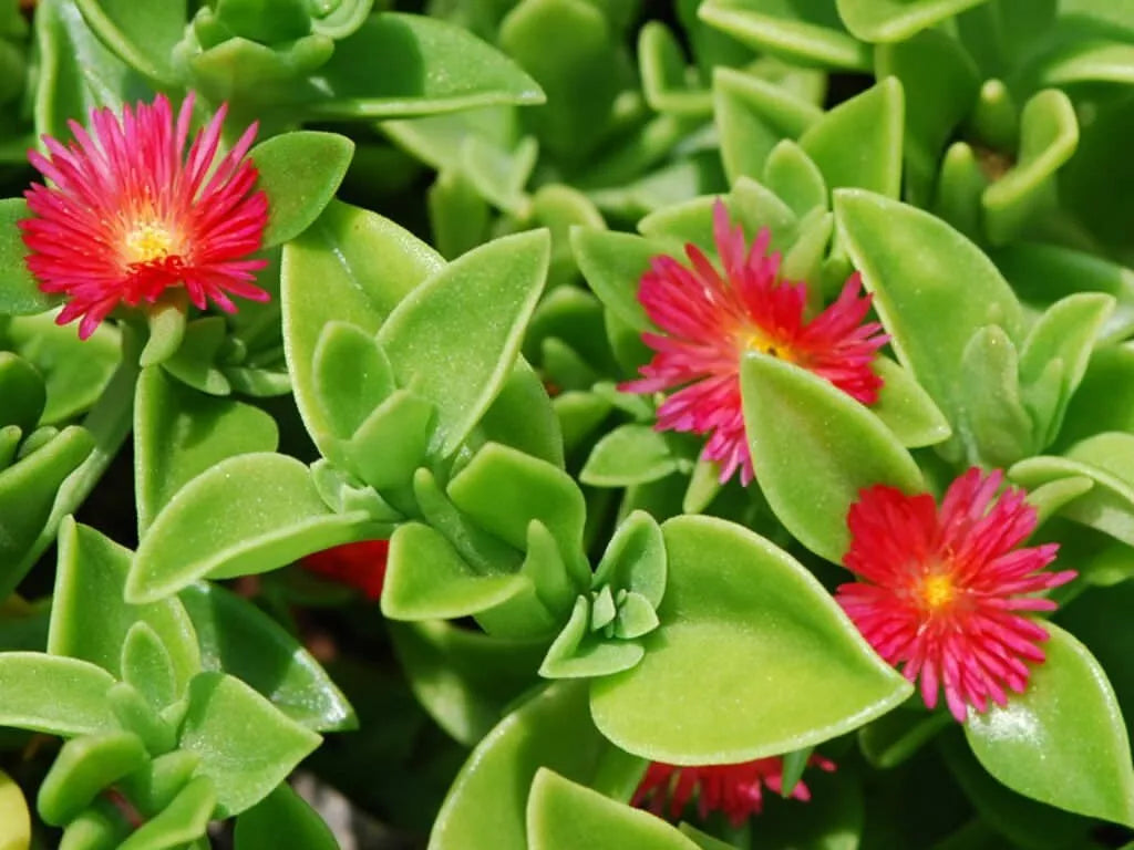 red apple succulent Aptenia Cordifolia Red Apple Sun Rose Cuttings