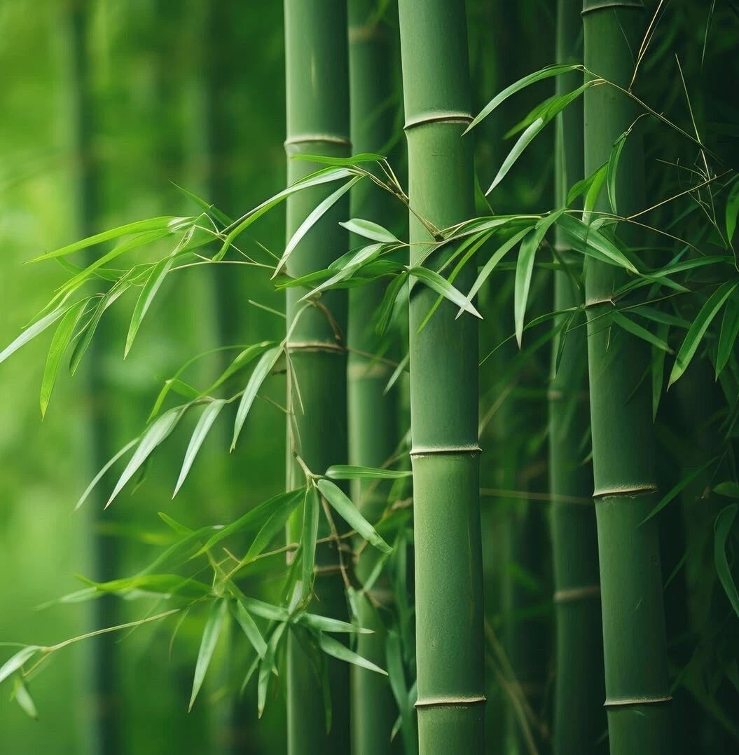 Bamboo Plant Seedlings | 6-inch Pots | Green Varieties | Phyllostachys spp.