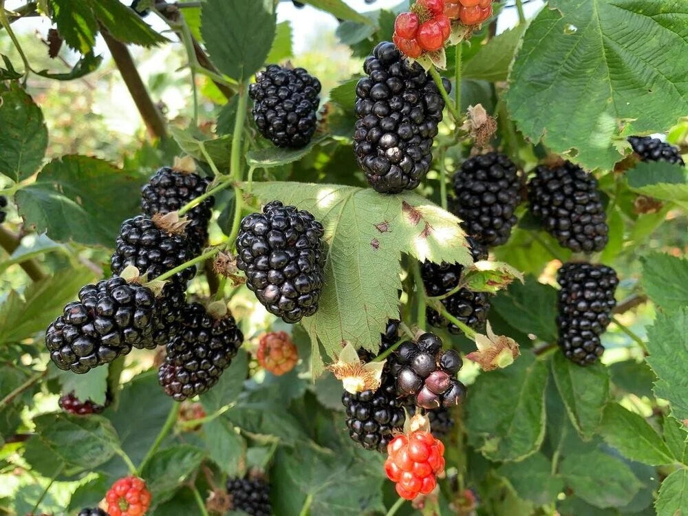 Blackberry Seeds, 50 Seeds, Organic Rubus, Perennial Fruit Plant